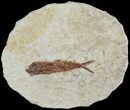 Knightia Fossil Fish - Wyoming #67361-1